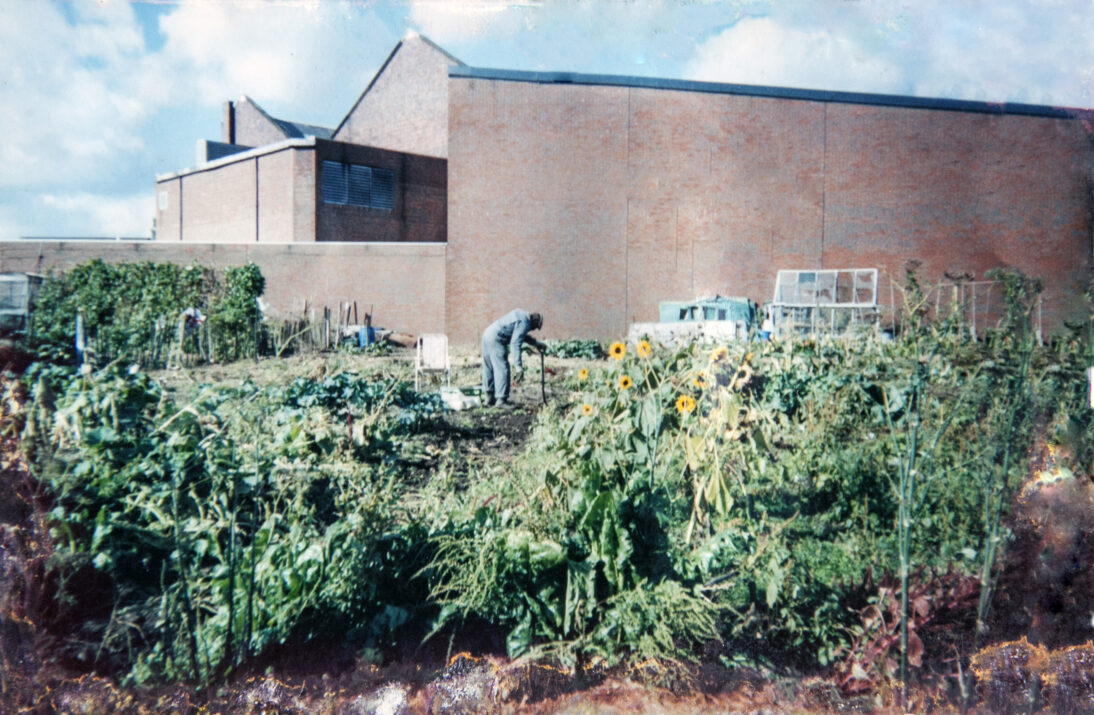 The image shows a figure in pale blue overalls bent over and tending to plants in a large allotment. There are lots of tall green plants and sunflowers and in the background there is a large concrete building.