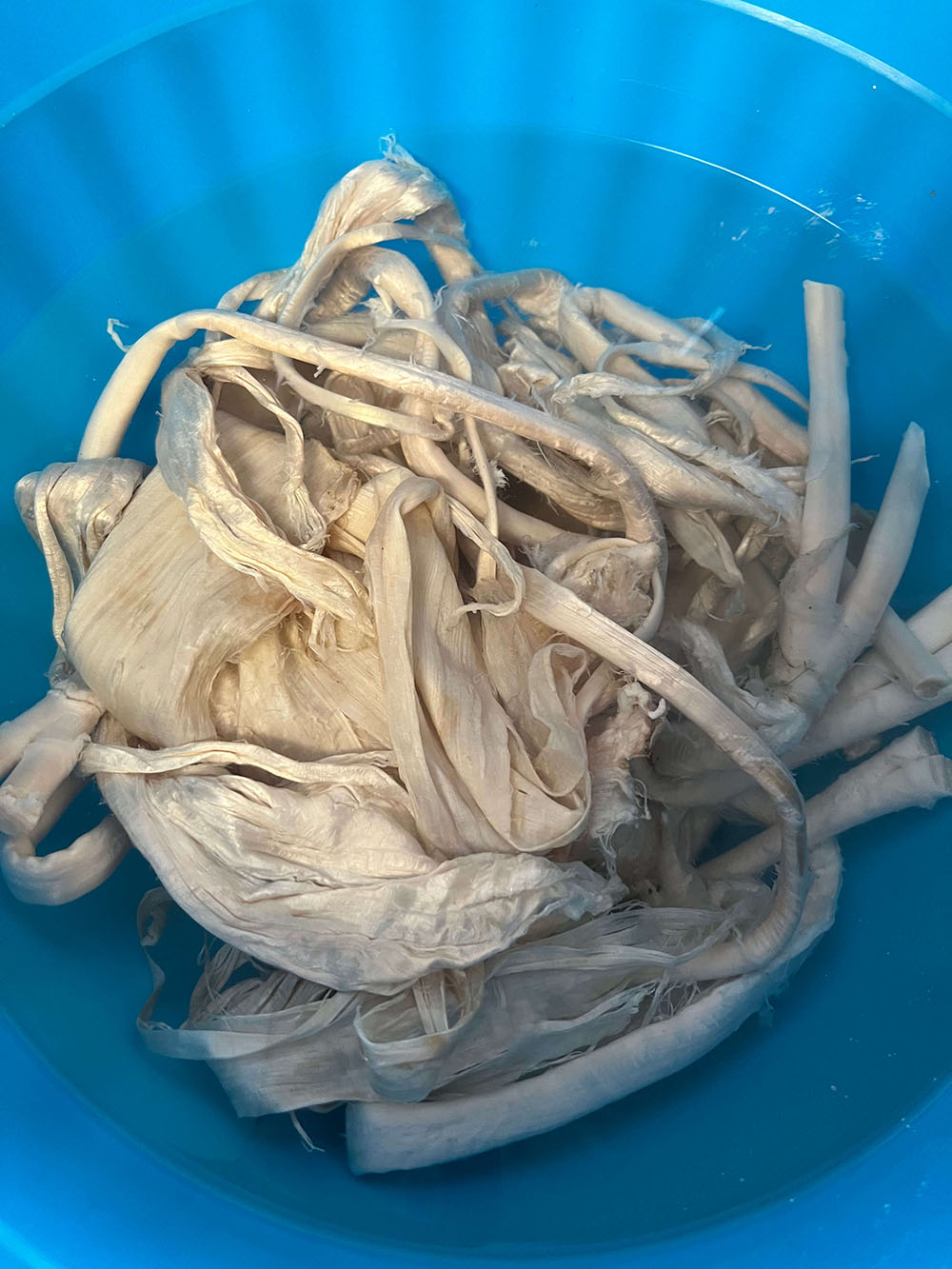 The image is of caribou tendons that are a light beige colour in a light blue container