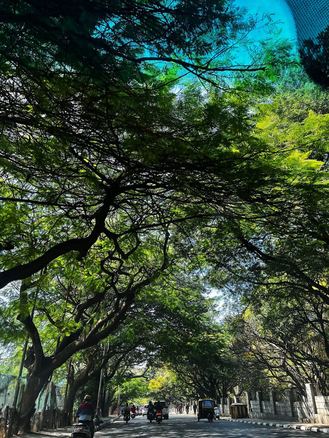 the image shows a road with tall towering trees on either side