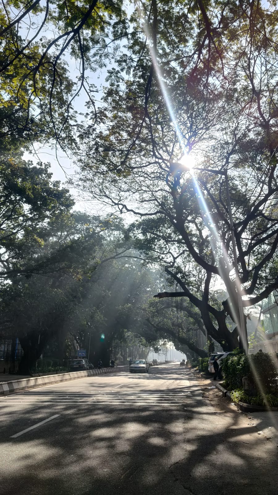 the image shows a sunny road with trees on either side. the sun is streaming through and there are long shadows from the trees on the ground.