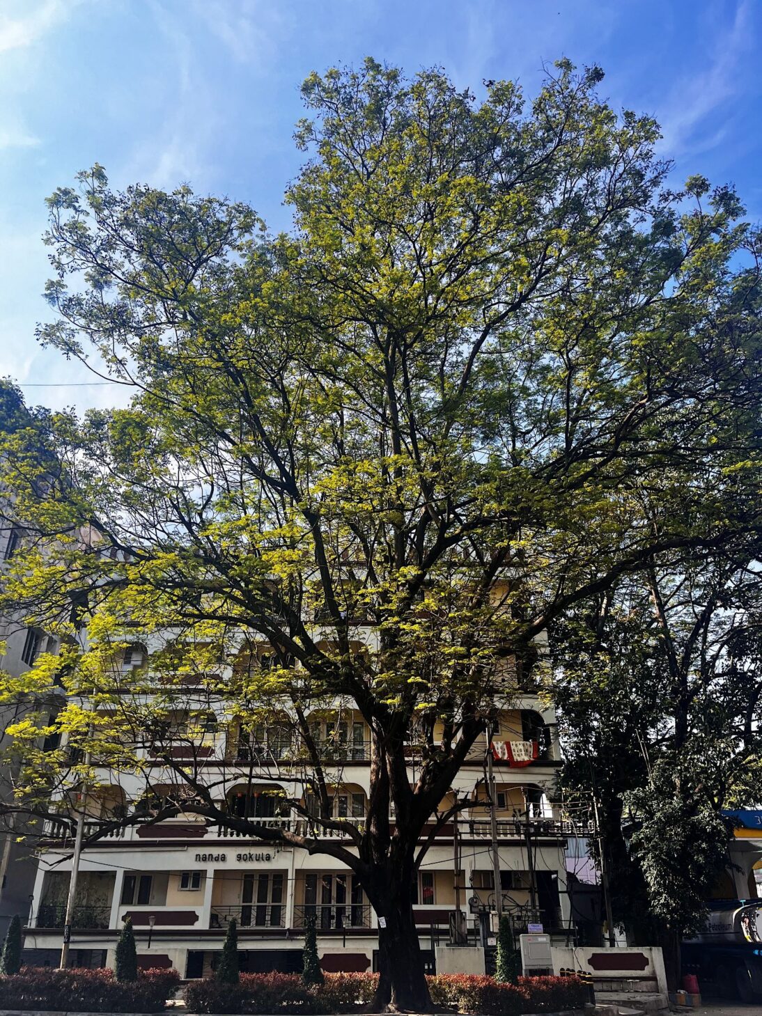 The image shows a building with a huge towering tree in front of it