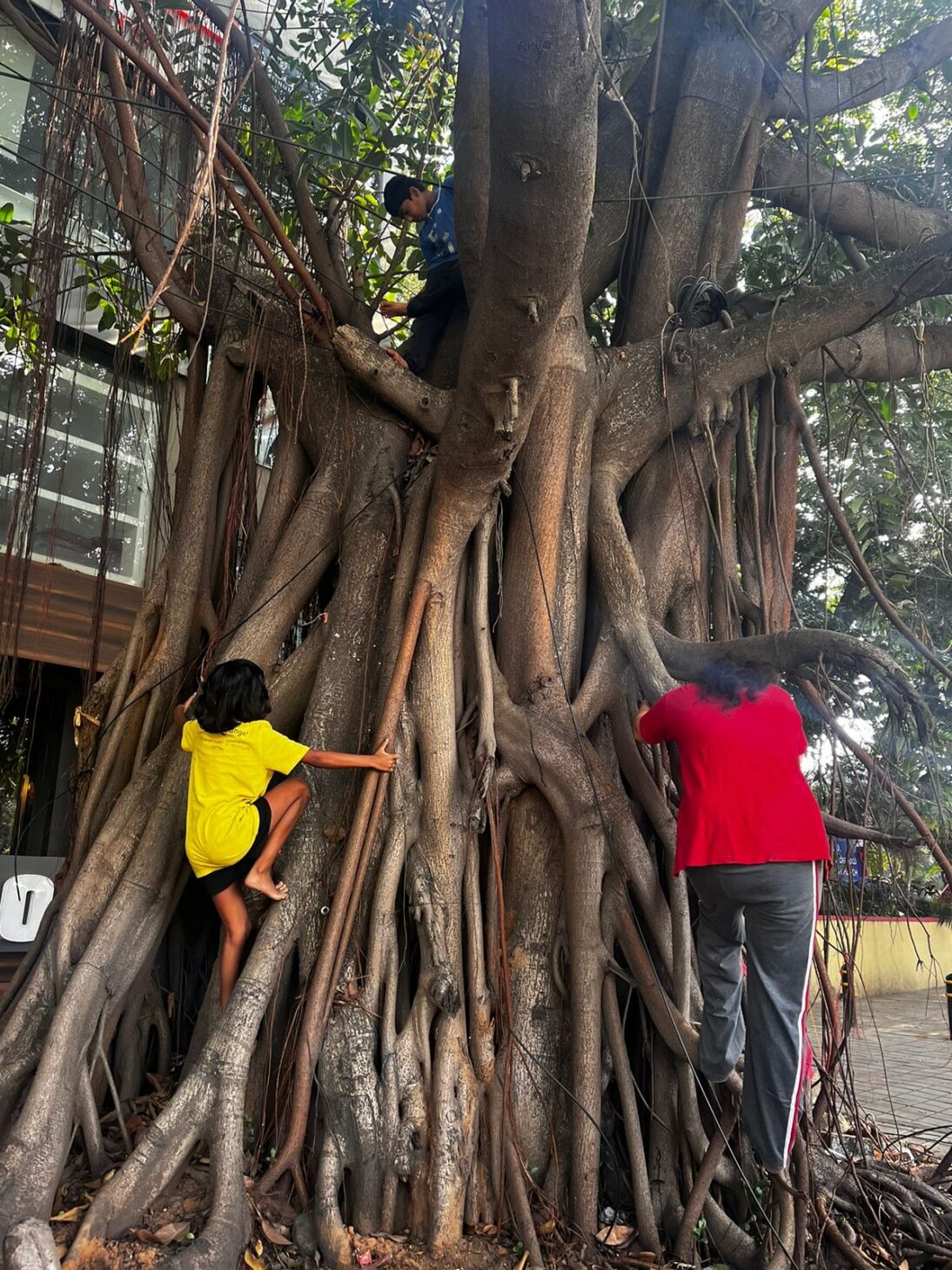 the image shows two children climbing a tree. One wears a bright yellow t-shirt and the other child wears a bright red tshirt